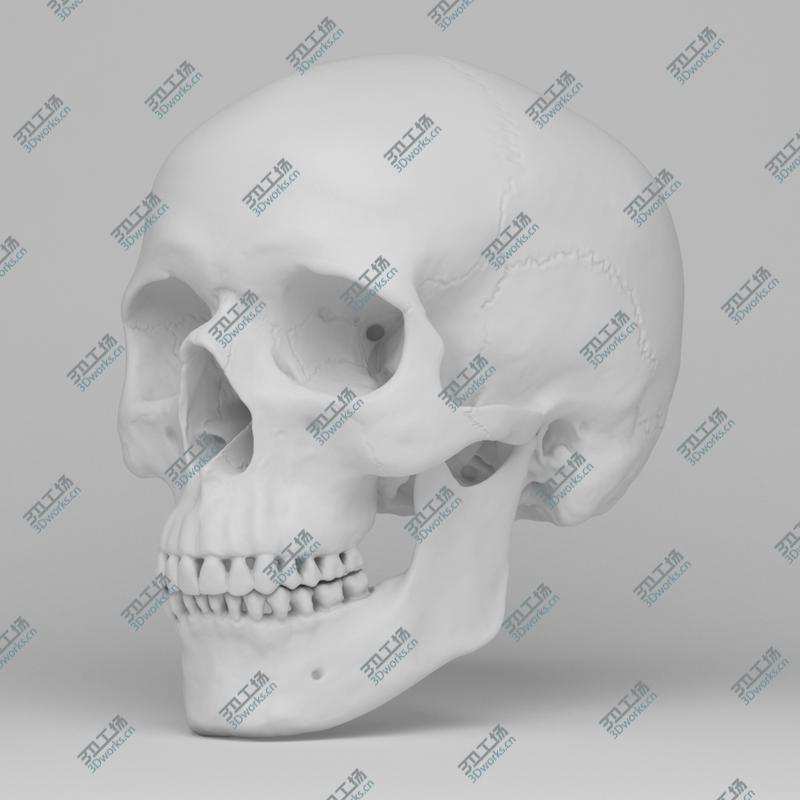 images/goods_img/202104094/Human Skull/4.jpg